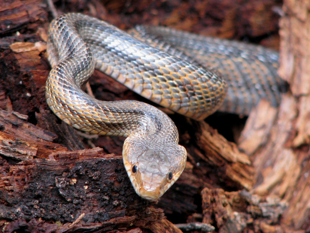 snake removal services Wildlife Removal