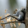 squirrel removal services - Wildlife Removal
