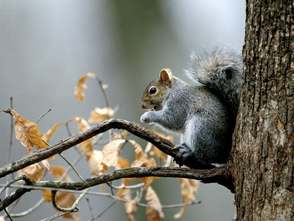 squirrel removal services Wildlife Removal