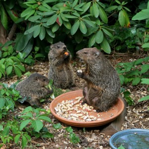 woodchuck removal services Wildlife Removal