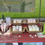 ParkPresikhaafmarkt (10) - Presikhaafmarkt april '15