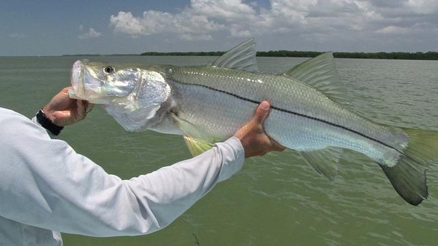everglades fishing Rising Tides Charters