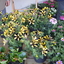 DSC 0056 - Plantjesmarkt WWP3 2015