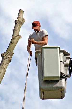 tree service durham nc Hamm's Tree Service