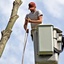 tree service durham nc - Hamm's Tree Service