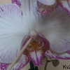 orchidee stap1 - cactus