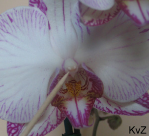 orchidee stap1 cactus