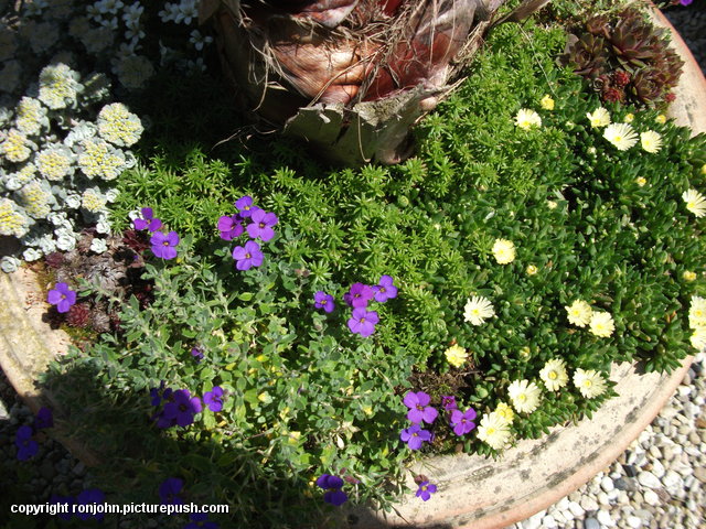 Tuin 21-05-15 (15) In de tuin 2016