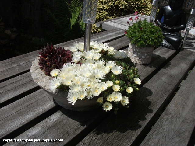 Tuin 21-05-15 (04) In de tuin 2016