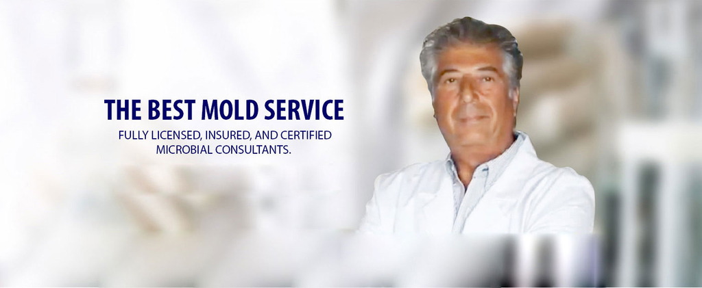 Mold Inspection Picture Box