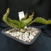P1010488 (2) - cactus