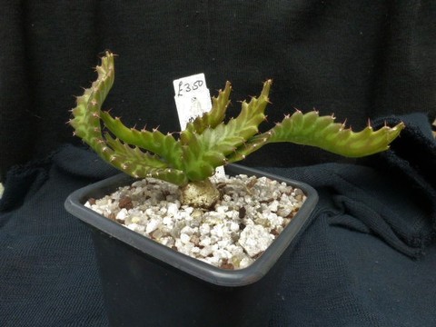 P1010488 (2) cactus
