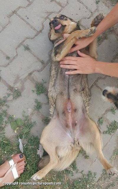 Dolly nog in RoemeniÃ« 7 gesteriliseerd De komst van Dolly uit RoemeniÃ« week 25 2015