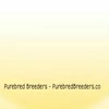 Purebred Breeders - Picture Box