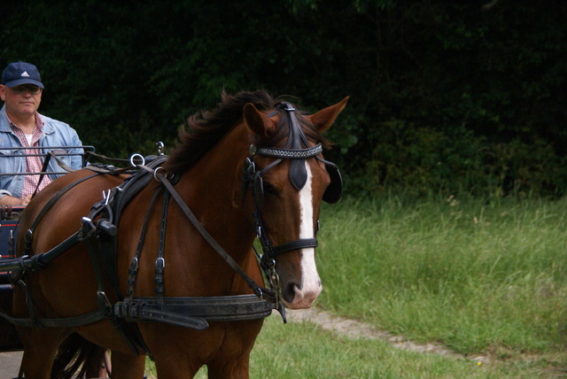 DSC07847 SPIE Rondje Voorne 14-06-2015