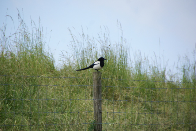 DSC07852 SPIE Rondje Voorne 14-06-2015