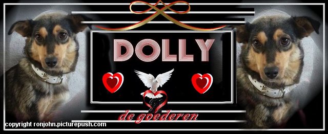 Dolly omslagfoto FB 14-06-15 De komst van Dolly uit Roemenië week 25 2015