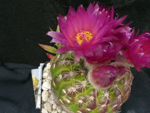 P1010591 cactus
