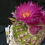 P1010591 - cactus