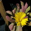 P1010573 - cactus