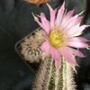 P1010615 - cactus