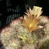 P1010633 - cactus