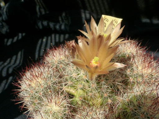 P1010633 cactus
