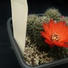P1010644 (2) - cactus