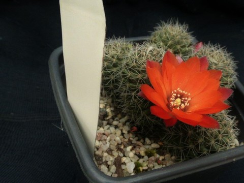 P1010644 (2) cactus