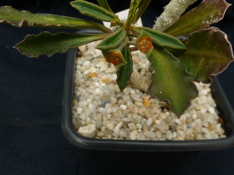 P1010645 cactus