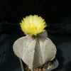 P1010677 - cactus