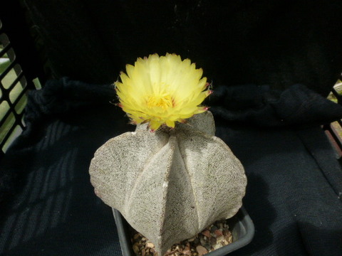 P1010677 cactus