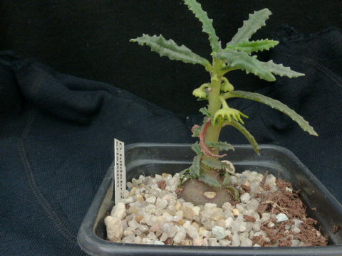 P1010606 - cactus