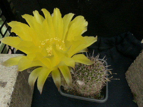 P1010703 cactus