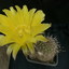 P1010703 - cactus