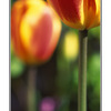 moms tulips - 35mm photos