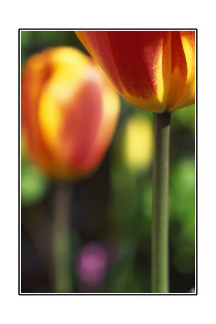 moms tulips 35mm photos