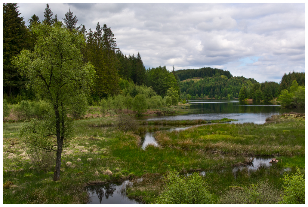  DSC1087 The Trosachs 2 - 