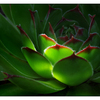 Hens and Chicks 2015 1 - Close-Up Photography