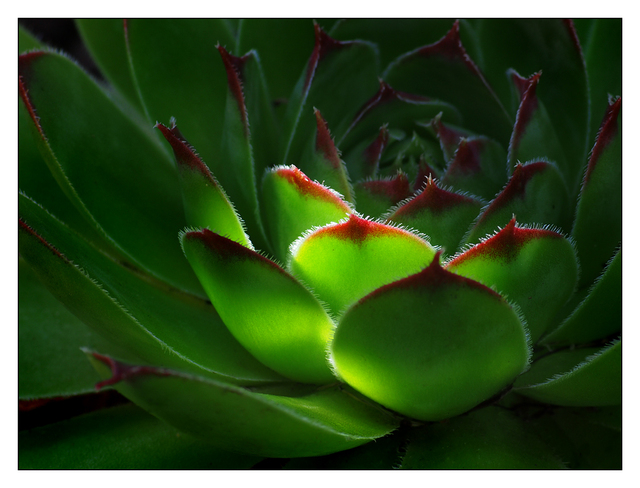 Hens and Chicks 2015 1 Close-Up Photography