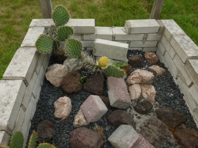 P1010713 cactus