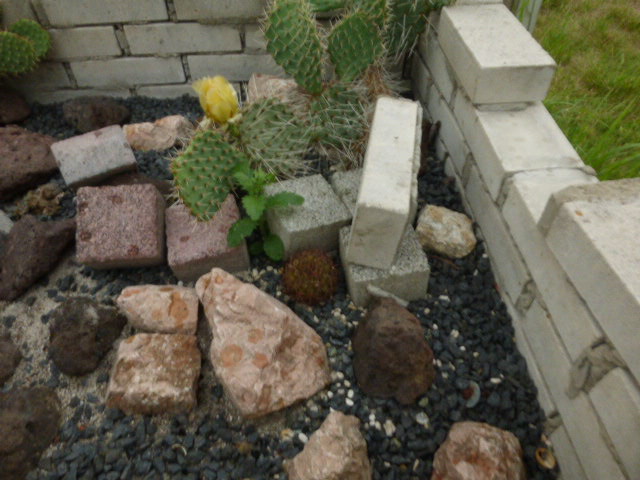 P1010715 cactus