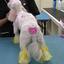 pet grooming school - Merryfield School of Pet Grooming | (954) 771-4030