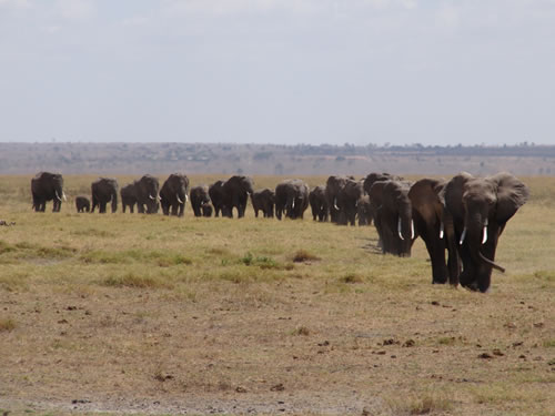 Tour to Safaris in Tanzania Wildebeest Safaris LTD