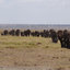Tour to Safaris in Tanzania - Wildebeest Safaris LTD