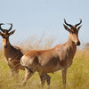 African Safari Tour Package... - Wildebeest Safaris LTD