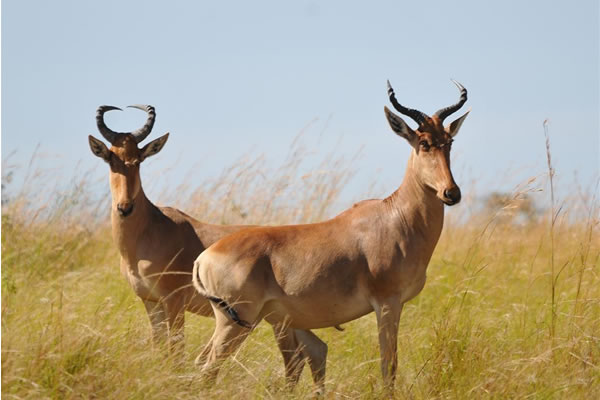 African Safari Tour Packages | Wildebeest Safaris  Wildebeest Safaris LTD