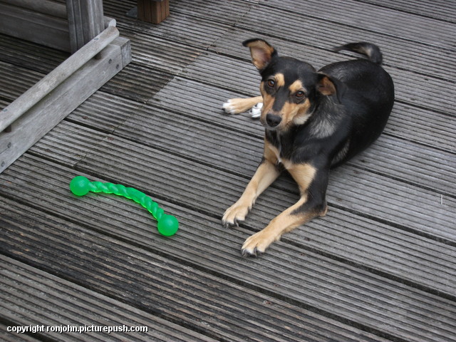 Dolly 12-08-15 05 In de tuin 2016