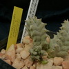 P1010785 - cactus