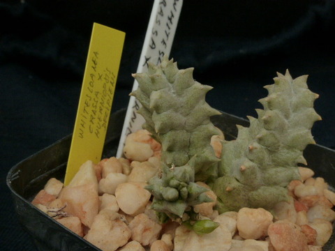 P1010785 cactus